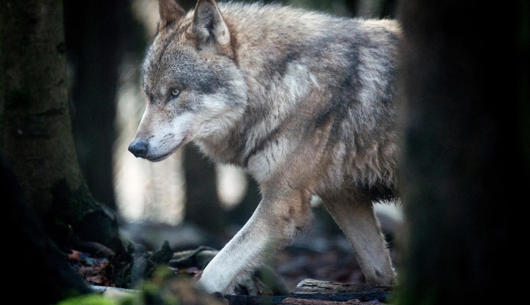 2025 war das Schiltrudel das einzige Wolfsrudel im Kanton St.Gallen, in dem ein Teil der Jungwölfe zum Abschuss freigegeben wurde.
