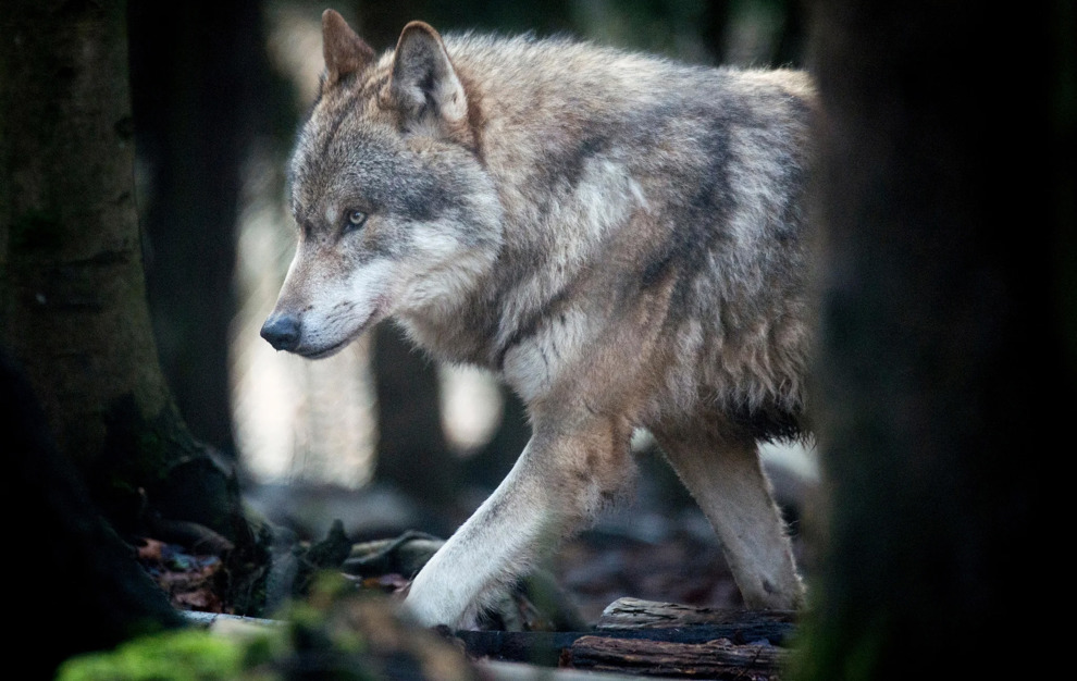 945Da567 E55b 4C87 B724 3237578Bad51