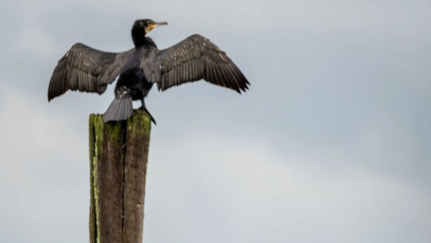 Auf dem Bild ist nicht nur ein Kormoran, sondern auch ein Eisvogel. (Draufklicken, um das ganze Bild hochformatig zu sehen!)
