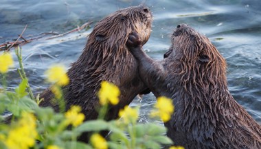 Biber gerät ins Visier der Bauern