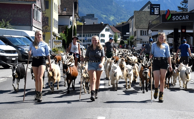 330 Ziegen in Buchs: Alpabfahrt von der Alp Malschüel