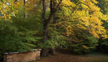 Der Wald in seinem schönsten Gewand