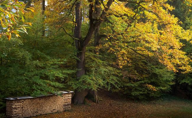 Der Wald in seinem schönsten Gewand