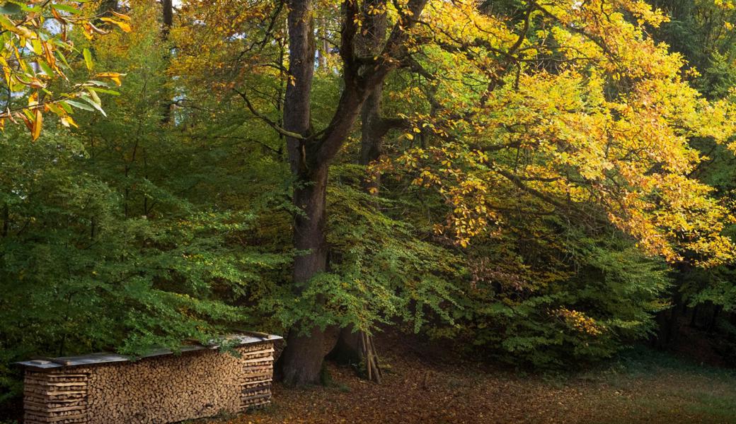 Der Wald in seinem schönsten Gewand