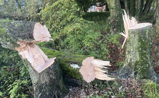 Unbekannte fällen elf Bäume in Seenähe