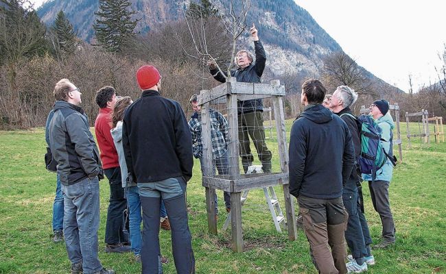 «Bäume schneiden ist keine Hexerei»: Für die IG Rheintaler Cider ist die Pflege der Obstbäume wichtig