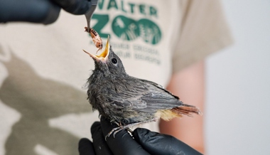 Wegen Hitze aus dem Nest gesprungen: Vogelpflegestationen verzeichnen Rekordzahlen