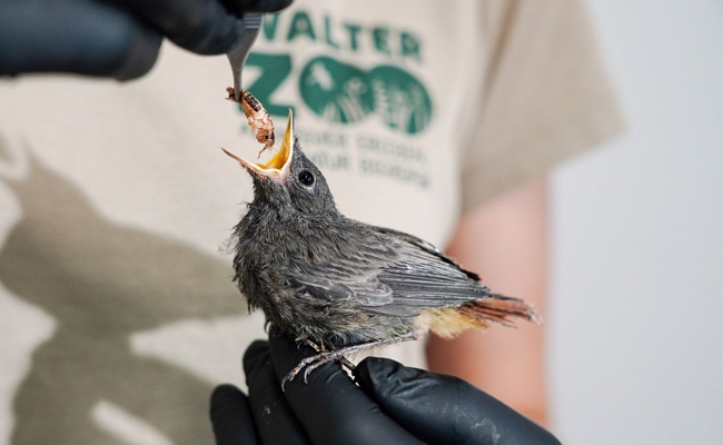 Wegen Hitze aus dem Nest gesprungen: Vogelpflegestationen verzeichnen Rekordzahlen