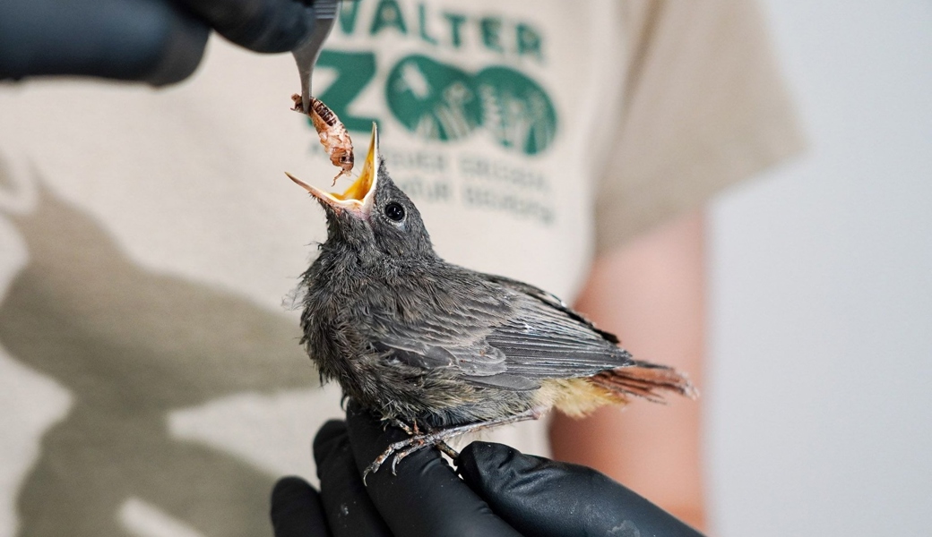 Wegen Hitze aus dem Nest gesprungen: Vogelpflegestationen verzeichnen Rekordzahlen