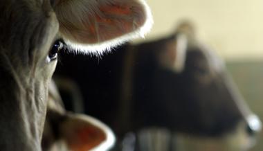 Tiere standen knöcheltief im Kot – Behörde verhängt Tierhalteverbot