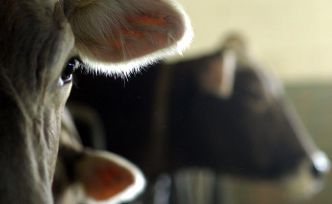 Tiere standen knöcheltief im Kot – Behörde verhängt Tierhalteverbot