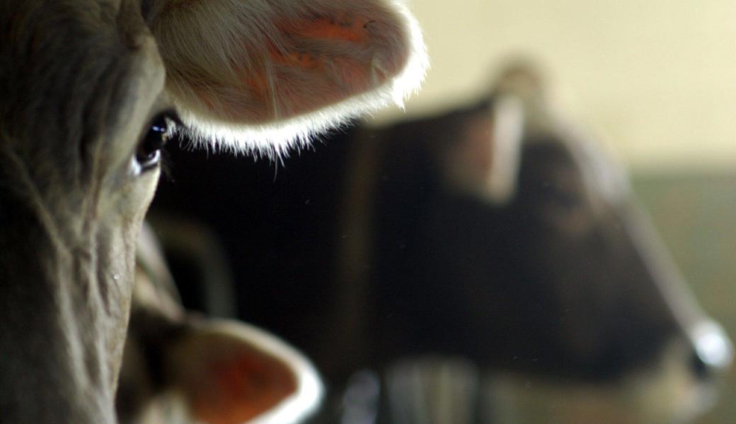 Die Kühe im Stall des Landwirts litten unter unwürdigen Bedingungen.