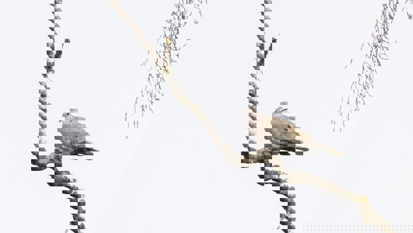  Eine Türkentaube, beobachtet im Rahmen der Aktion "Stunde der Gartenvögel". 