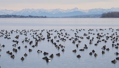 Die Reiherente verlässt den Bodensee – und verrät etwas über dessen Zustand