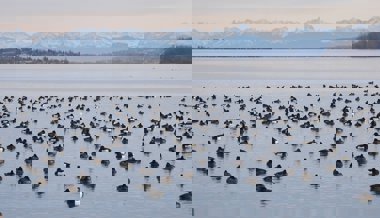 Die Reiherente verlässt den Bodensee – und verrät etwas über dessen Zustand