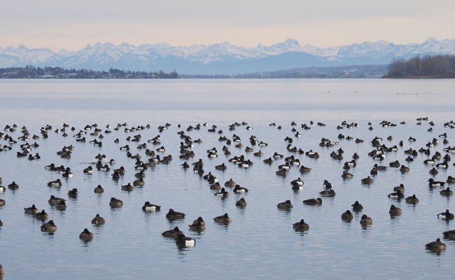 Die Reiherente verlässt den Bodensee – und verrät etwas über dessen Zustand
