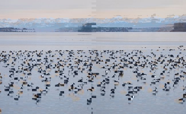 Die Reiherente verlässt den Bodensee – und verrät etwas über dessen Zustand