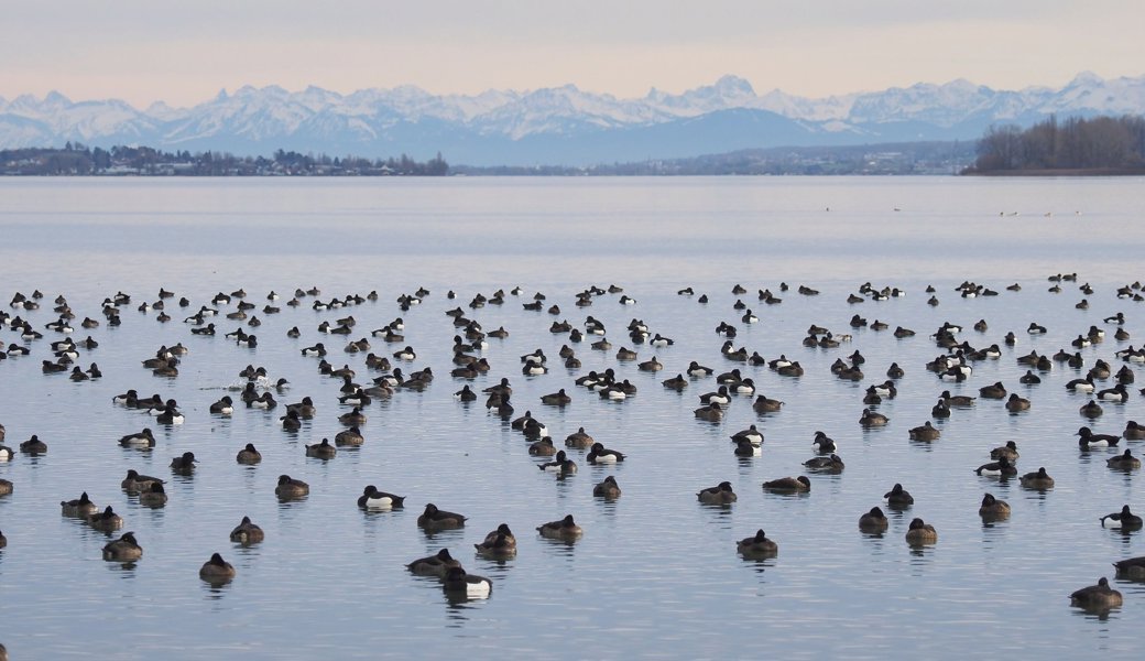 Die Reiherente verlässt den Bodensee – und verrät etwas über dessen Zustand