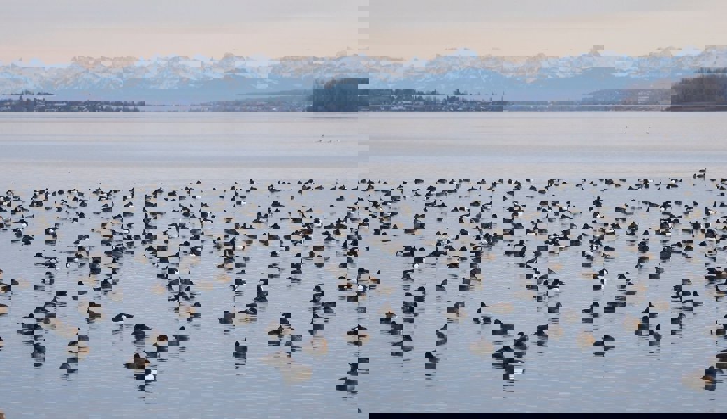 Die Reiherente verlässt den Bodensee – und verrät etwas über dessen Zustand