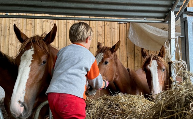 Kinder und Pferdekinder