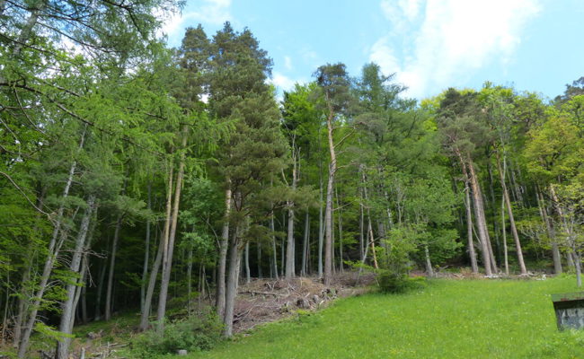 Vielfältiger Lebensraum für Tiere und Pflanzen: Das Waldrandprojekt wird verlängert