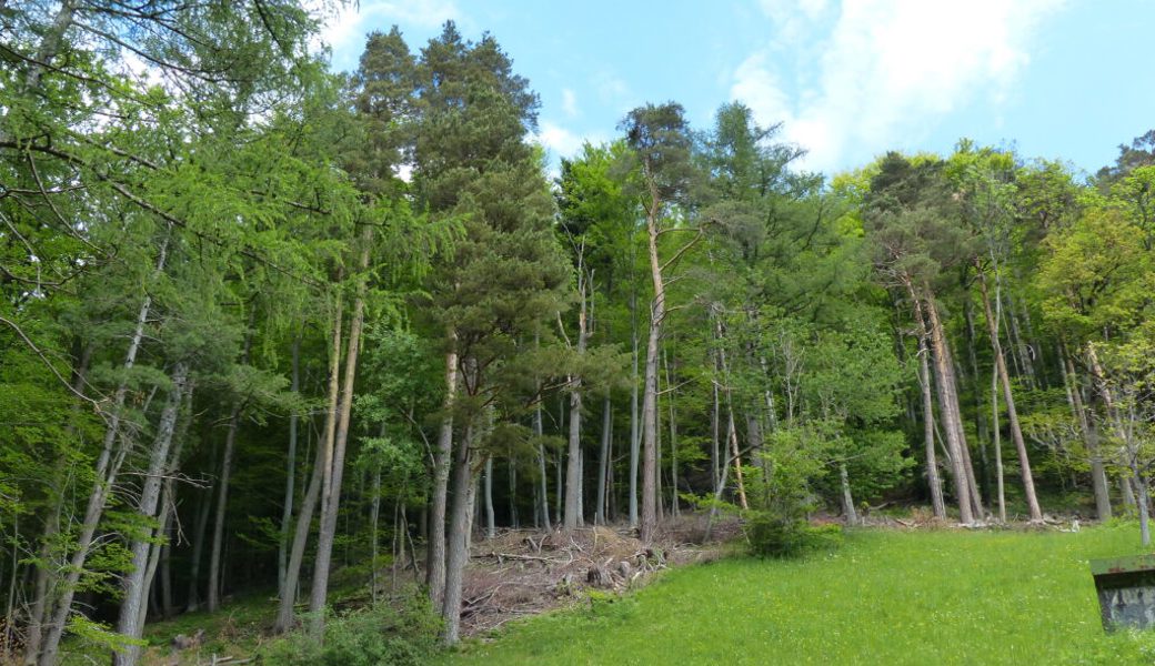  Ein trockener Waldrand nach der Aufwertung: Die Randsträucher, Föhren und Eichen blieben erhalten, die Strauchschicht hat Licht erhalten, Baumstrünke und Asthaufen dienen als Struktur. 