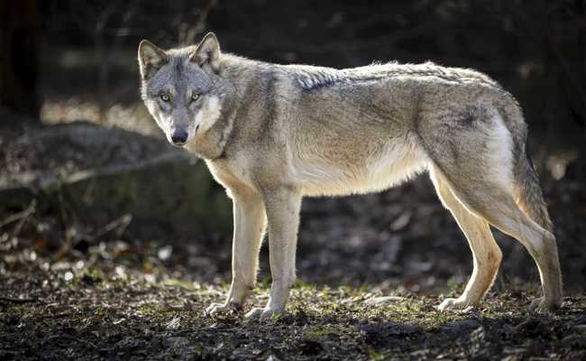 Bald ein Wolfsrudel im Alpstein?