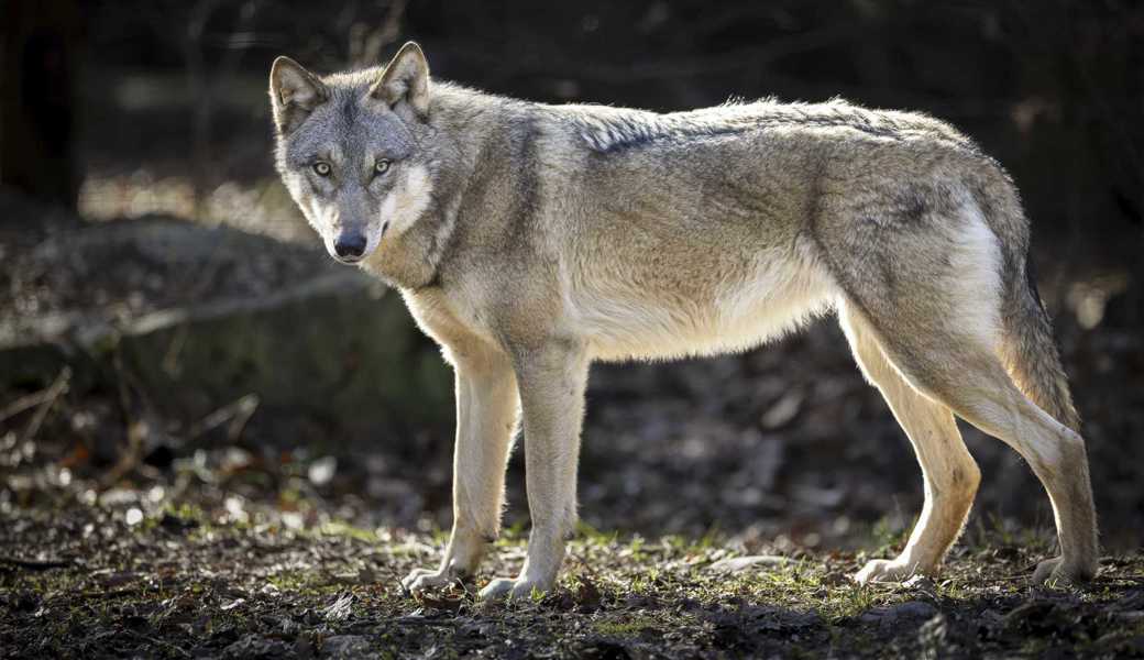 Wölfe tätigen ihre Risse meist bei Nacht, wenn für die Ziegen beste Futterzeit ist.