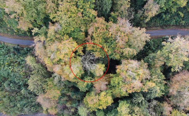 Bäume instabil: Holzschläge zur Sicherheit der Waldbesuchenden