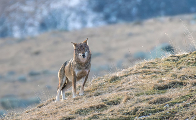 Wildhut erlöst kranken Wolf von seinem Leiden