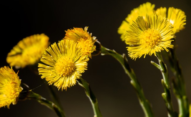Pflanzen-Aktion: Frühlingserwachen im Garten
