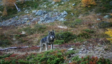 Zu wenig scheu: Wolf wird zum Abschuss freigegeben