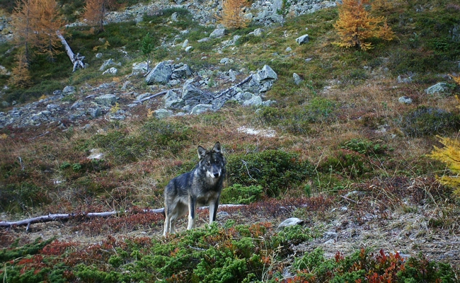 Zu wenig scheu: Wolf wird zum Abschuss freigegeben