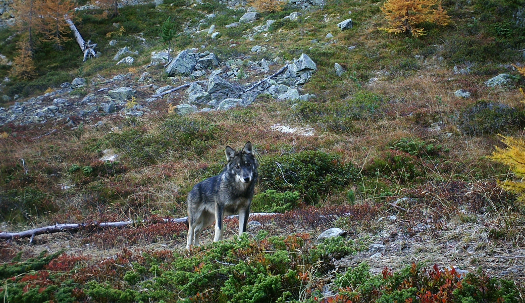 Der Kanton handelt: Ein Wolf hat in Siedlungsnähe zu wenig Scheu gezeigt und Schaden angerichtet