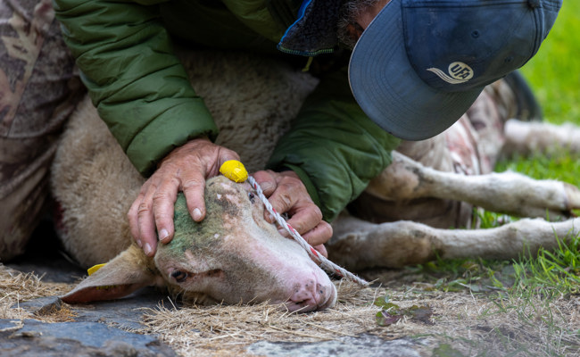 Wölfe am Alvier griffen noch ein viertes Schaf an