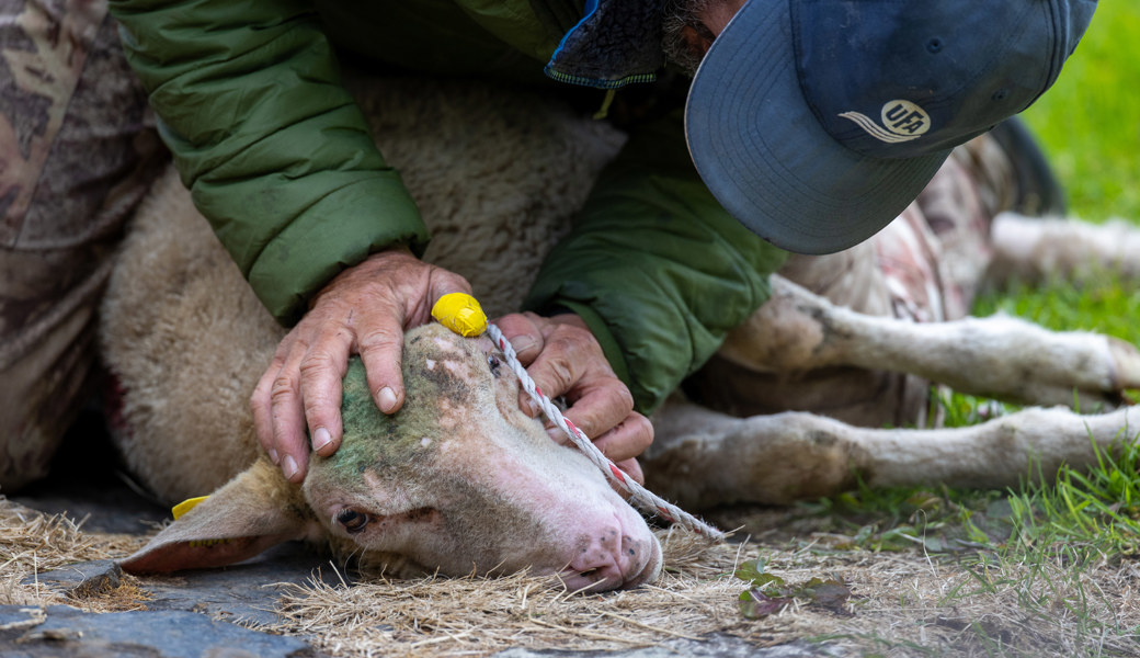 Ein viertes Schaf überlebte den Wolfsangriff, musste aber später wegen der Schwere der Verletzungen eingeschläfert werden.