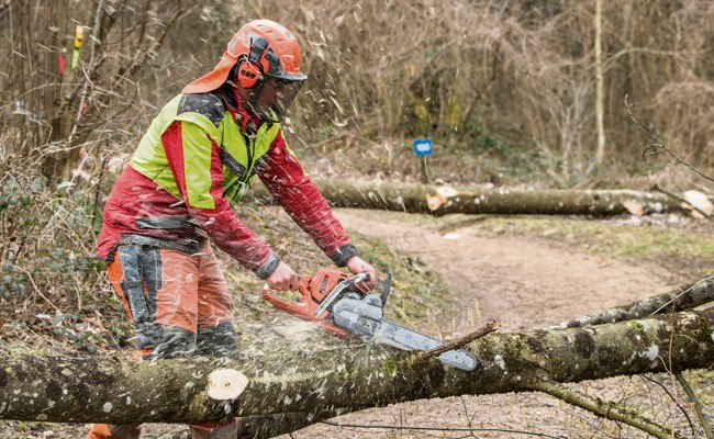 Eschentriebsterben: Bäume müssen gefällt werden