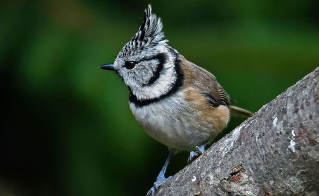 Das Vogelfutterhaus bietet eine interessante Beobachtungsmöglichkeit