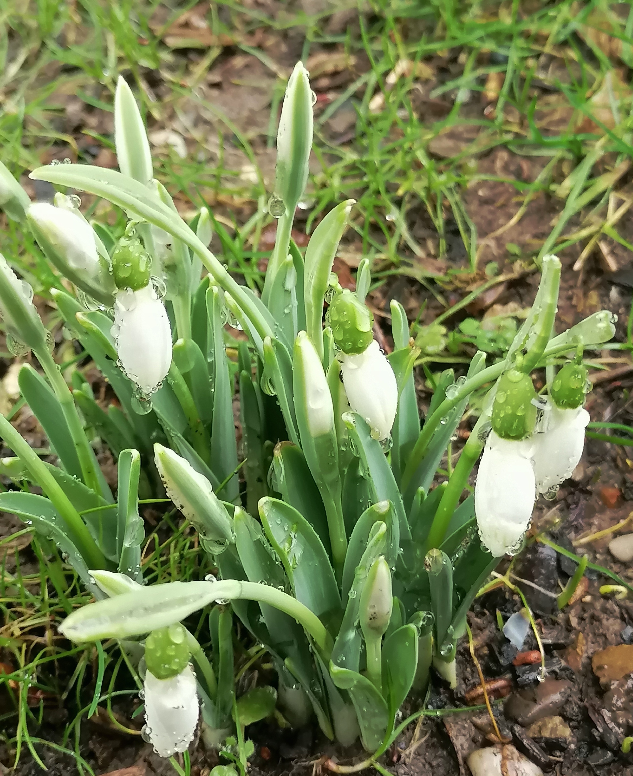 Gartentipp: Schneeglöckchen blühen früh