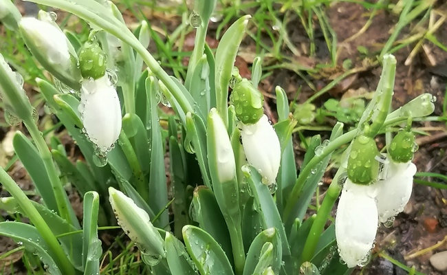 Gartentipp: Schneeglöckchen blühen früh