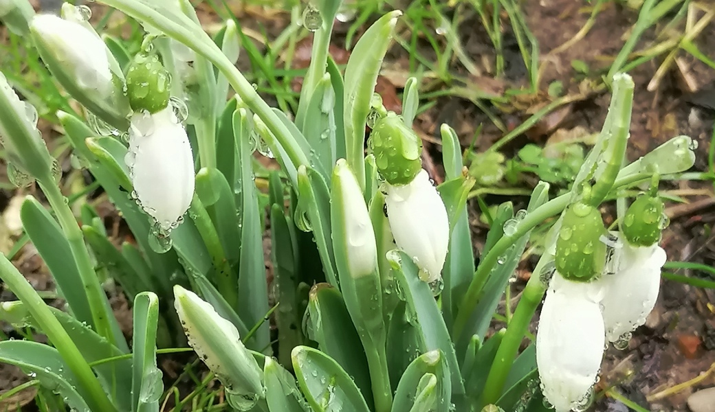 Der Frühling, den die Schneeglöckchen anzeigen, kommt anscheinend alle Jahre früher. 