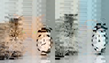 Maunzende Katzen und Rehe im Scheinwerferlicht: So bringt die Zeitumstellung unsere Tiere durcheinander