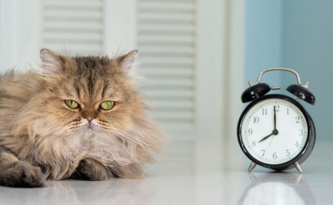Maunzende Katzen und Rehe im Scheinwerferlicht: So bringt die Zeitumstellung unsere Tiere durcheinander