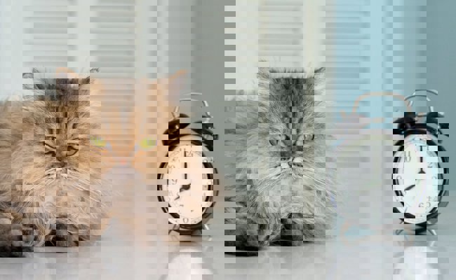 Maunzende Katzen und Rehe im Scheinwerferlicht: So bringt die Zeitumstellung unsere Tiere durcheinander