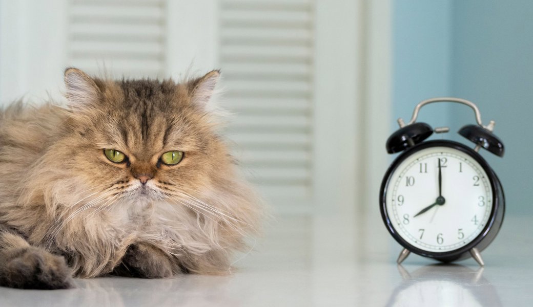 Maunzende Katzen und Rehe im Scheinwerferlicht: So bringt die Zeitumstellung unsere Tiere durcheinander
