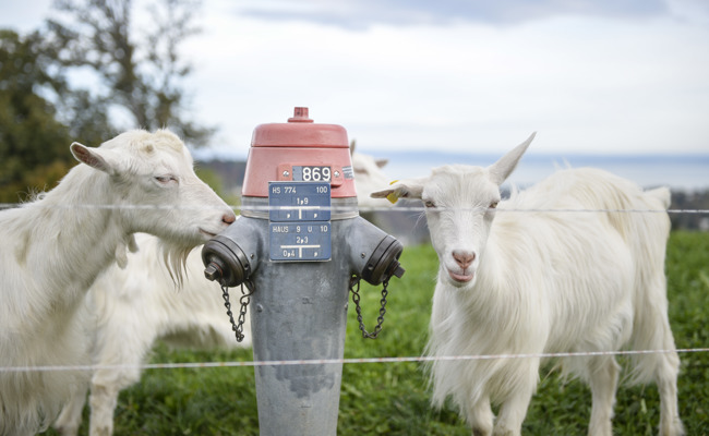 Quellfassung und Netzerweiterung genehmigt