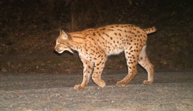 Wenn Wildtiere in die Fotofalle tappen: Luchs, Wolf, Hase und Co. vor der Wildtierkamera