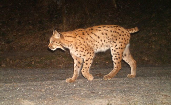 Wenn Wildtiere in die Fotofalle tappen: Luchs, Wolf, Hase und Co. vor der Wildtierkamera