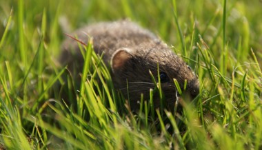 Drei Gemeinden zahlen noch für die Mäusejagd