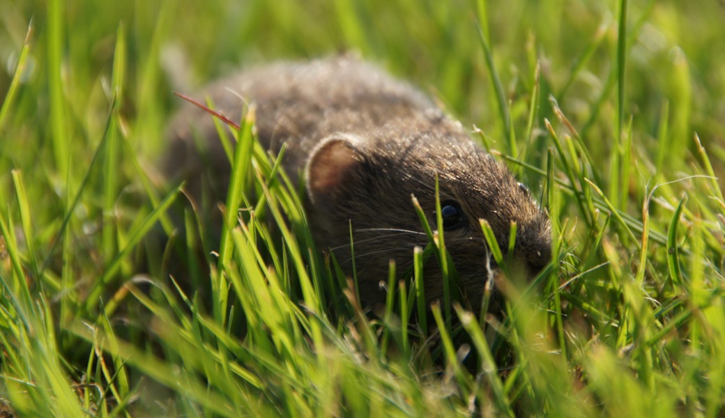 Mäuse machen Landwirtinnen und Landwirten seit je her das Leben schwer.